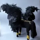 Черный пегас