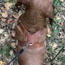 Набор для таксы “ТаксаЛюкс”: кожаная шлейка и поводок-трансформер “Свободные руки”