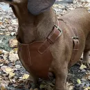 Набор для таксы “ТаксаЛюкс”: кожаная шлейка и поводок-трансформер “Свободные руки”