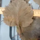 Бокс №1. Листья боярышника стабилизированные, для гальваники, для гальванопластики и гальваностегии, для поделок, для декора, для интерьера.