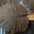 Бокс №1. Листья боярышника стабилизированные, для гальваники, для гальванопластики и гальваностегии, для поделок, для декора, для интерьера.