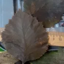 Бокс №1. Листья боярышника стабилизированные, для гальваники, для гальванопластики и гальваностегии, для поделок, для декора, для интерьера.