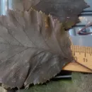 Бокс №1. Листья боярышника стабилизированные, для гальваники, для гальванопластики и гальваностегии, для поделок, для декора, для интерьера.