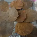 Бокс №1. Листья боярышника стабилизированные, для гальваники, для гальванопластики и гальваностегии, для поделок, для декора, для интерьера.