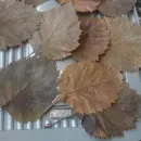 Бокс №1. Листья боярышника стабилизированные, для гальваники, для гальванопластики и гальваностегии, для поделок, для декора, для интерьера.