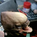 Д-рекс, голова-магнит, ручная работа, окрашенный