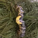 Свеча очищения