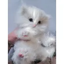 Котёнок вязаный, пушистый, белый Пушок