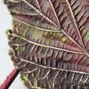 Комплект украшений «Бабье лето»: колье + серёжки