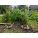 Плетеные деревья из сортовой ивы сорт Американка Гигантская