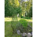 Плетеные деревья из сортовой ивы сорт Американка Гигантская