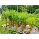 Плетеные деревья из сортовой ивы сорт Американка Гигантская