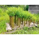 Плетеные деревья из сортовой ивы сорт Американка Гигантская