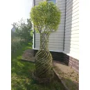 Плетеные деревья из сортовой ивы сорт Американка Гигантская