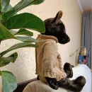 Медведь тедди ШОКОЛАД