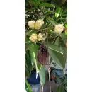 Колье "Лист дёрена" с двумя бусинами