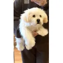 мягкая игрушка: собака Мальтезе