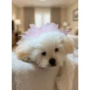 мягкая игрушка: собака Мальтезе