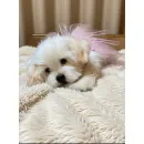 мягкая игрушка: собака Мальтезе