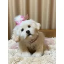 мягкая игрушка: собака Мальтезе
