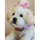 мягкая игрушка: собака Мальтезе