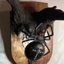 Настенное бра «Паук»