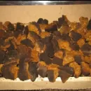 Чага березовая Прибайкальская