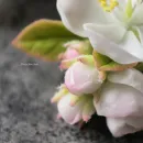 Серьги "Цветущая яблоня" из холодного фарфора