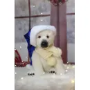 Мягкая игрушка: Белый мишка