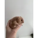 Уютный хомяк из мохера со стручком горошка мягкая игрушка ручной работы