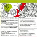 Набор VEIRA SLIM. Программа на 20 дней