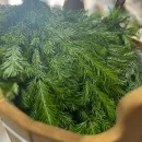 Подушка Пихтовая