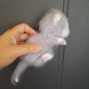 Вязаная игрушка Спящий котик