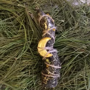 Свеча очищения