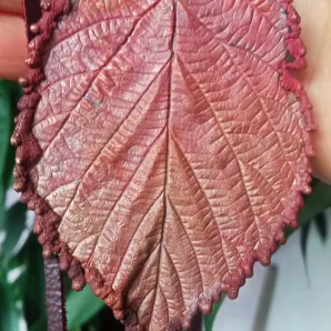 Комплект украшений «Бабье лето»: колье + серёжки