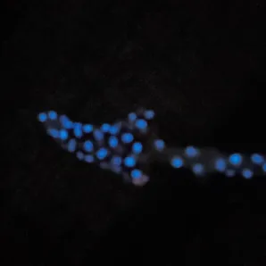 Брошь мухомор