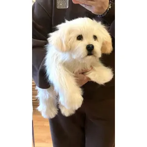 мягкая игрушка: собака Мальтезе