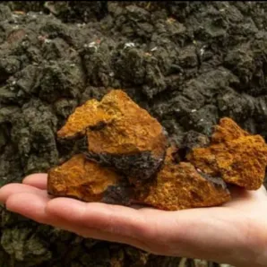 Чага березовая Прибайкальская