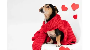 Как продать одежду для собак обзор площадок для реализации