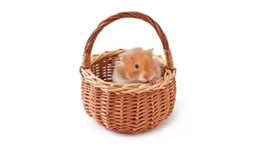 Продать корзины список платформ и способы