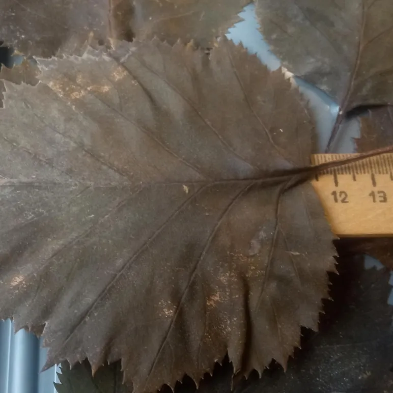 Бокс №1. Листья боярышника стабилизированные, для гальваники, для гальванопластики и гальваностегии, для поделок, для декора, для интерьера.