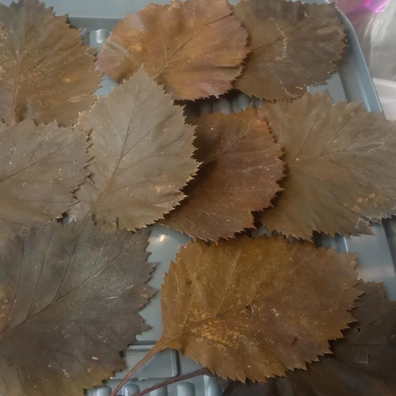 Бокс №1. Листья боярышника стабилизированные, для гальваники, для гальванопластики и гальваностегии, для поделок, для декора, для интерьера.