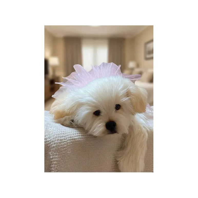 мягкая игрушка: собака Мальтезе