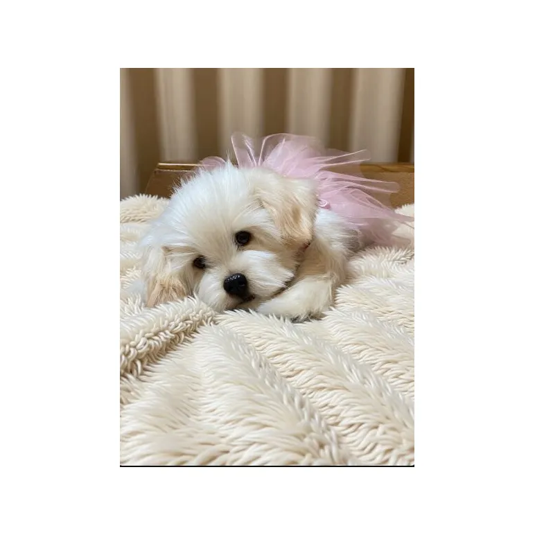 мягкая игрушка: собака Мальтезе