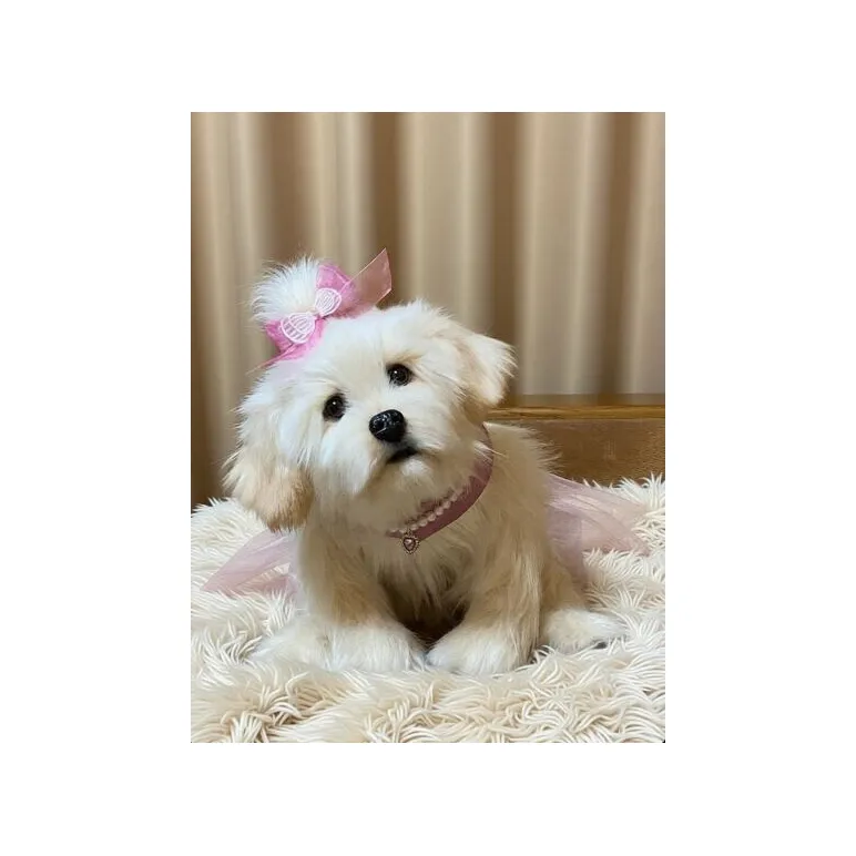 мягкая игрушка: собака Мальтезе