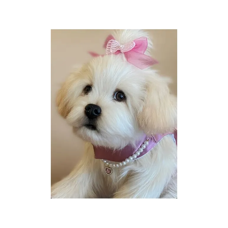 мягкая игрушка: собака Мальтезе