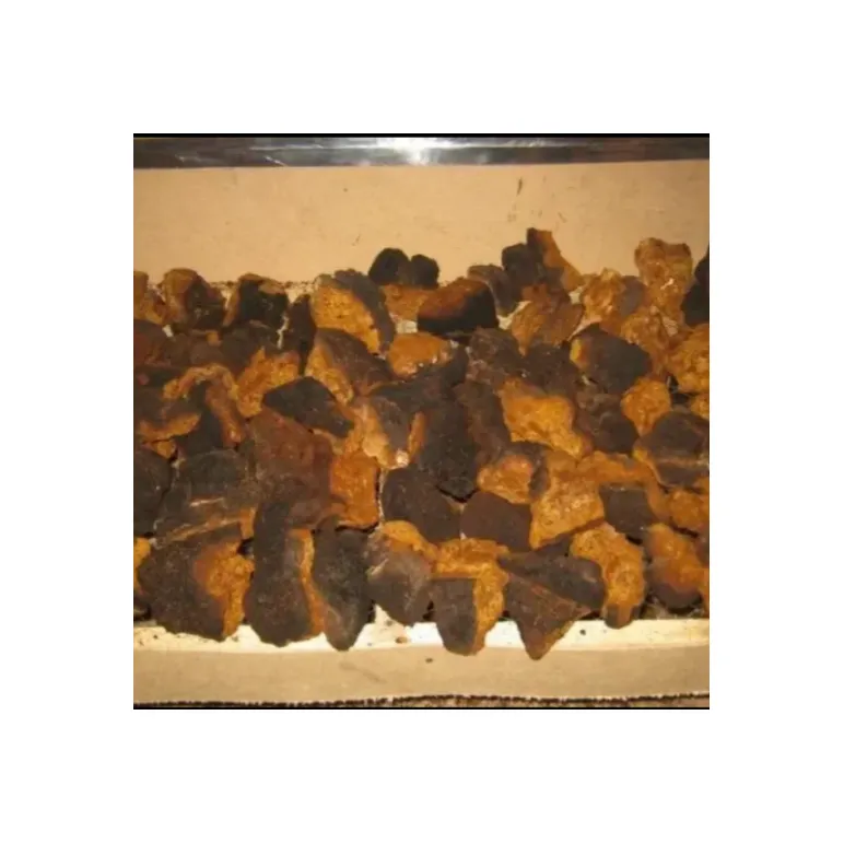 Чага березовая Прибайкальская