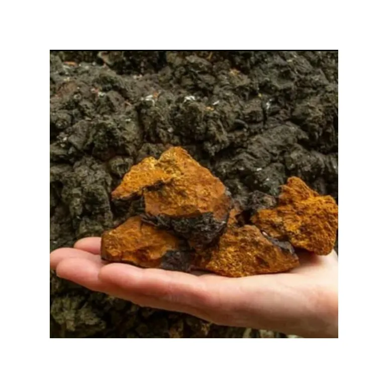 Чага березовая Прибайкальская