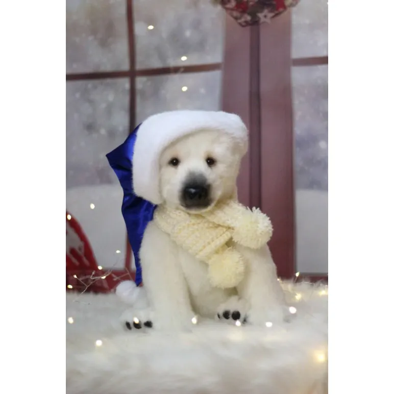 Мягкая игрушка: Белый мишка