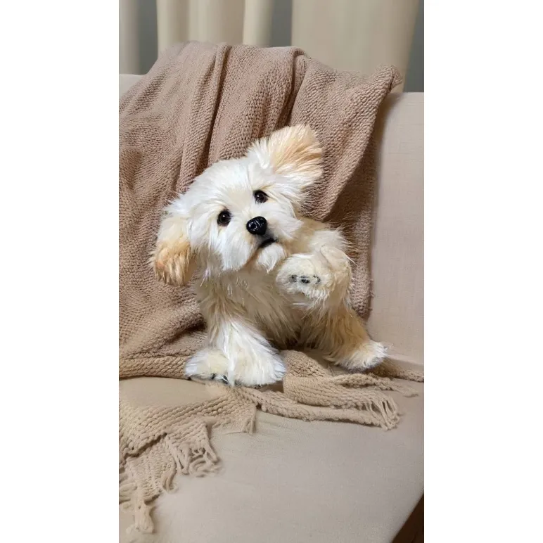 мягкая игрушка: собака Мальтезе